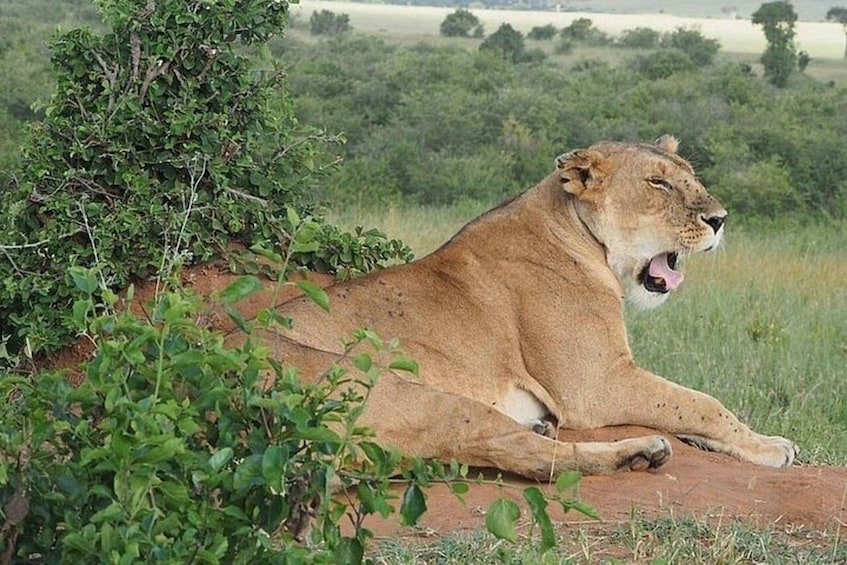 A lion resting on a dirt mound surrounded by greenery. 5