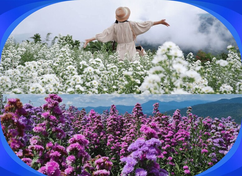 A person in a field of white flowers with mountains in the background. 2