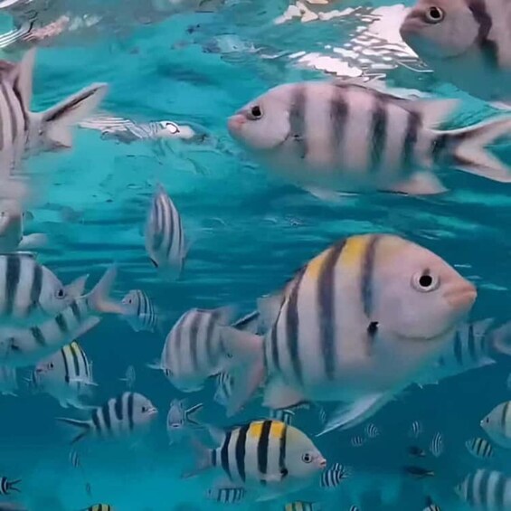 A school of fish swimming in clear blue water. 5