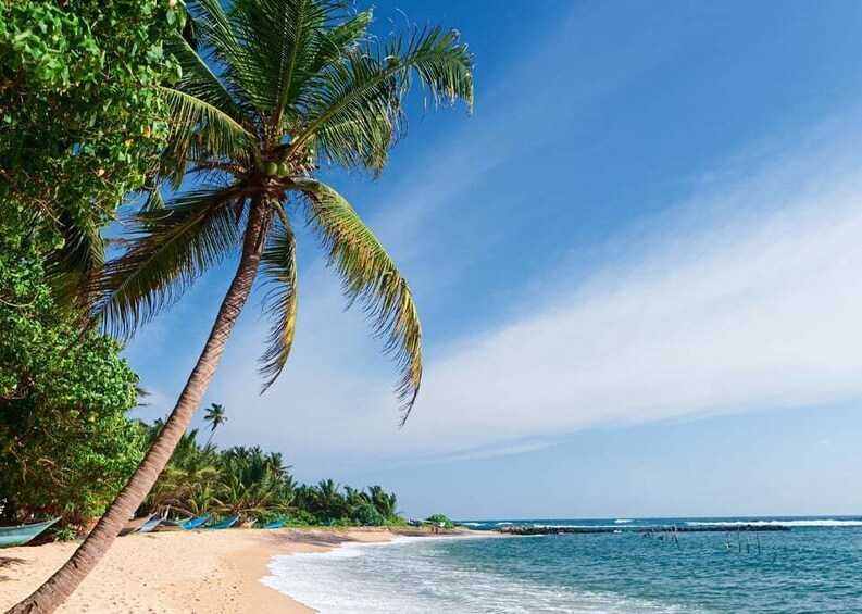 A beach with palm trees and a clear blue sky. 4