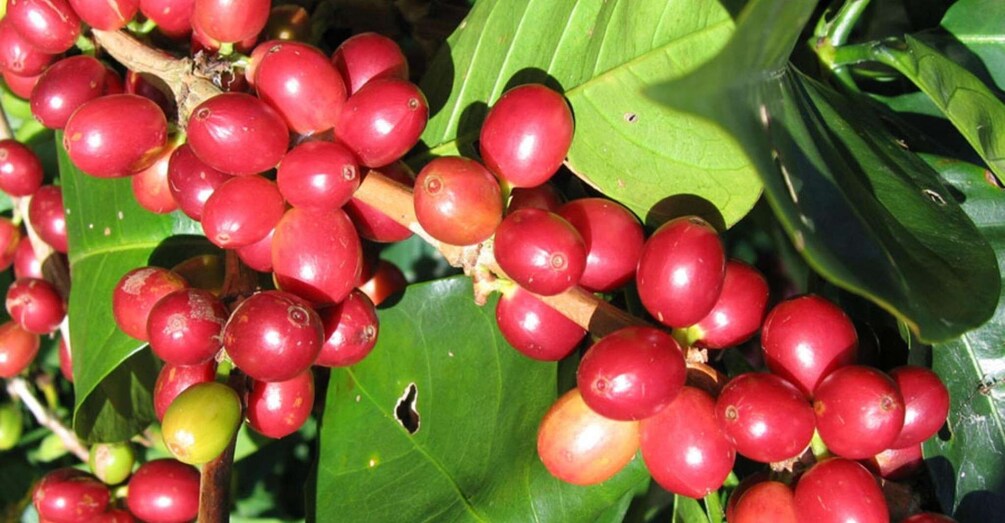 Clusters of red berries on a plant with green leaves. 3