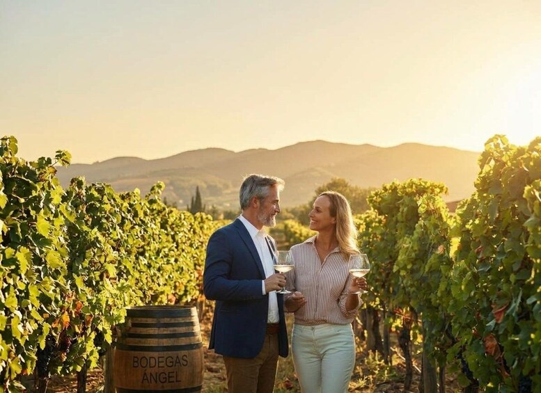 From Palma de Mallorca: Wine and Local Flavors Tour 1