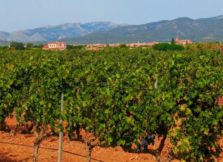 Picture 10 for Activity From Palma de Mallorca: Wine and Local Flavors Tour 4