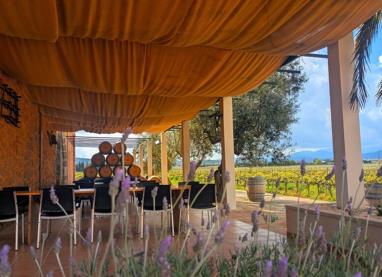 Picture 8 for Activity From Palma de Mallorca: Wine and Local Flavors Tour 3