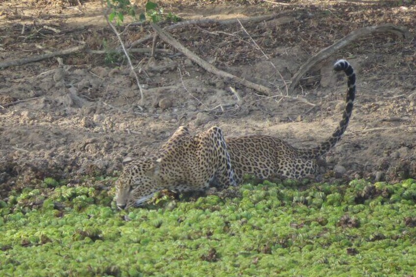 A leopard resting on green vegetation in a dry, open landscape. 3