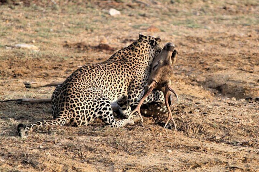A leopard with a prey on the ground. 1