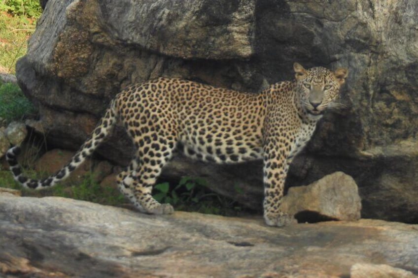 A leopard walking near a large rock formation. 4