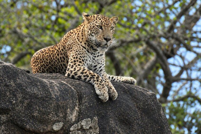 A leopard resting on a rock with trees in the background. 1