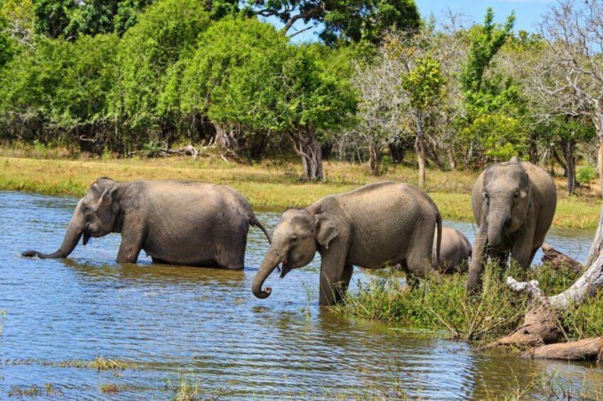 Three elephants in a water body surrounded by greenery. 5