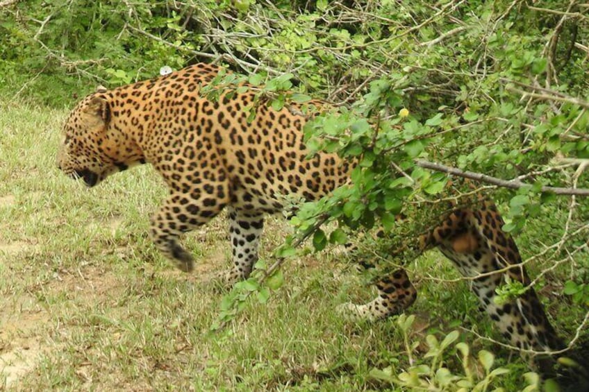 A leopard walking through a grassy area with dense foliage. 2