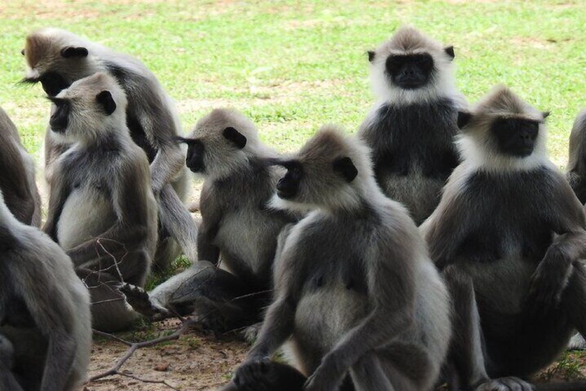 A group of monkeys sitting on the ground. 5