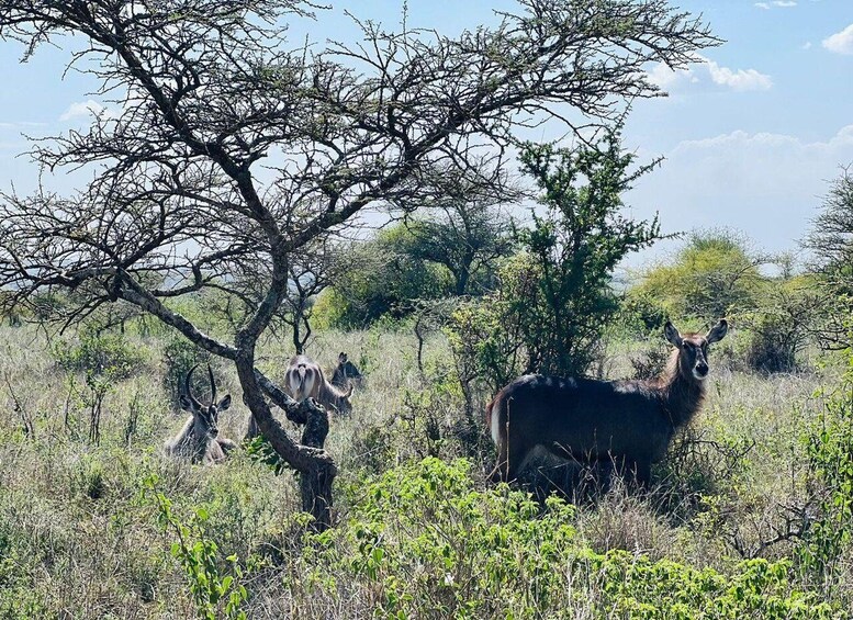 A giraffe grazing near a tree in a savannah landscape. 3