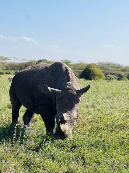 A rhinoceros grazing in a grassy field. 2