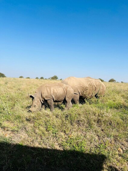 Two rhinos grazing in a grassy field. 1