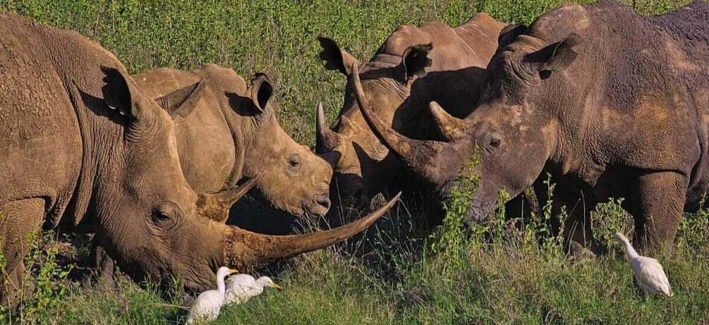 A herd of rhinos grazing in a grassy field. 4