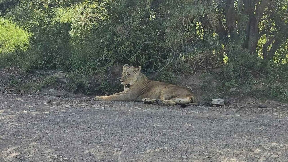 A lion lying on a dirt path surrounded by dense green foliage. 5
