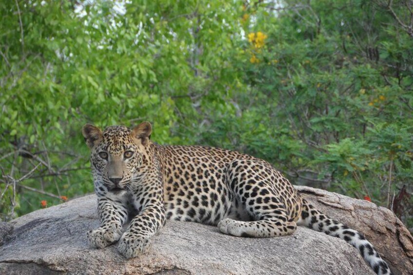 Un leopardo descansando sobre una roca con abundante follaje verde al fondo. 1