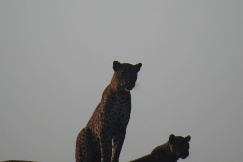 Dos leopardos de pie sobre una superficie plana con fondo neutro. 3