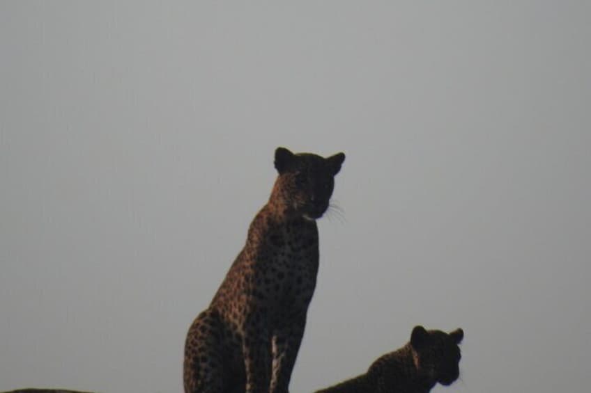 Dos leopardos de pie sobre una superficie plana, con un fondo neutro. 3