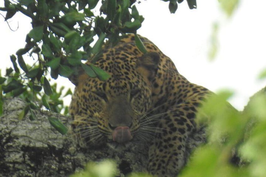 Un leopardo descansando bajo un árbol. 5