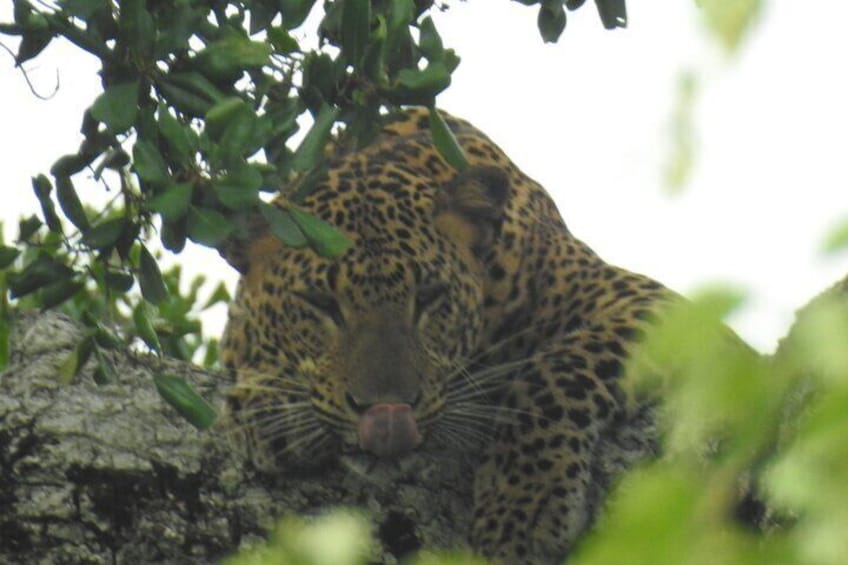Un leopardo descansando sobre una roca, parcialmente oculto por la vegetación. 5