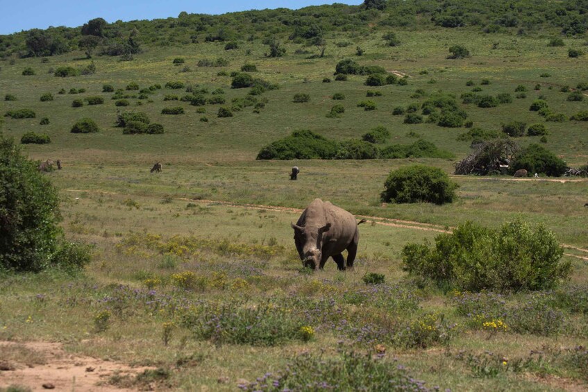 Un champ herbeux où un rhinocéros broute. 2