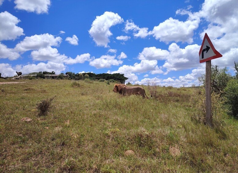 Un champ verdoyant où une vache broute, un panneau de signalisation indiquant une direction à droite, et un ciel bleu dégagé parsemé de nuages. 4