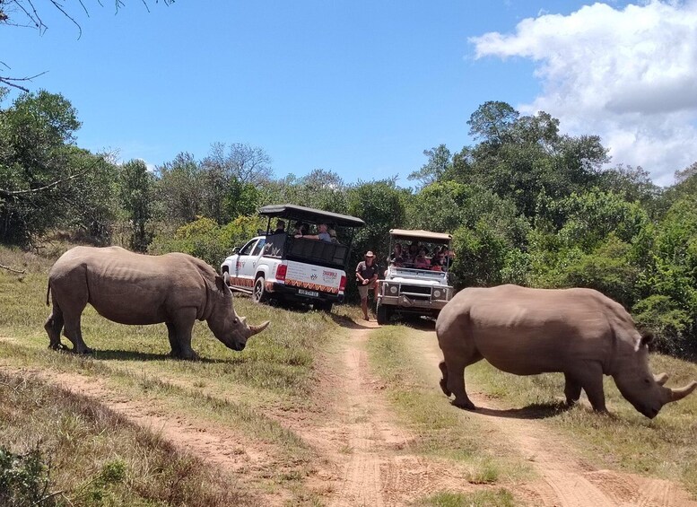 Deux rhinocéros sur un chemin de terre, avec un véhicule de safari en arrière-plan. 5