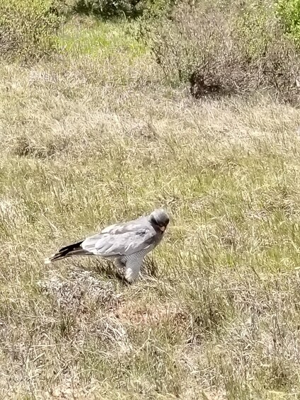 Un oiseau se tient dans un champ d’herbe. 3