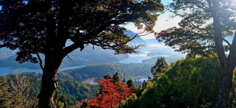 A forested landscape with a prominent tree in the foreground and a view of a valley with a body of water in the distance. 5