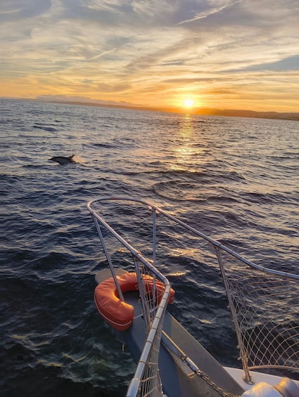 A boat's bow with a life preserver and metal railing, a whale breaching in the ocean, and a sunset over the water. 1