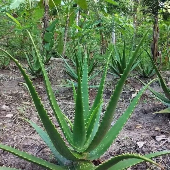 A single aloe vera plant in a natural setting with other greenery in the background. 2