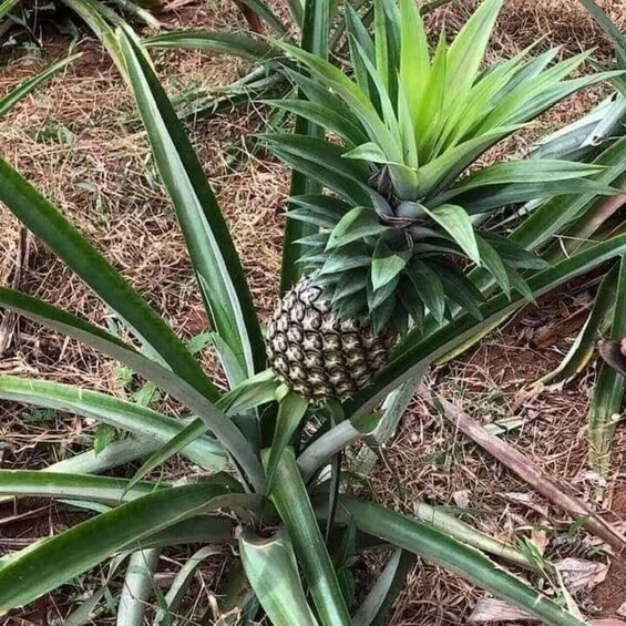 A pineapple plant with a single pineapple growing among green leaves. 4
