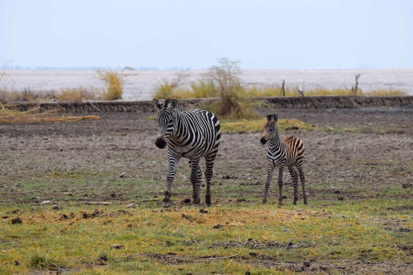 Two zebras standing in a field with a body of water in the background. 3