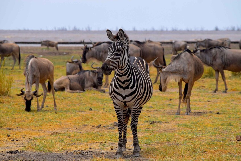 A zebra standing in a grassy field with wildebeests in the background. 1