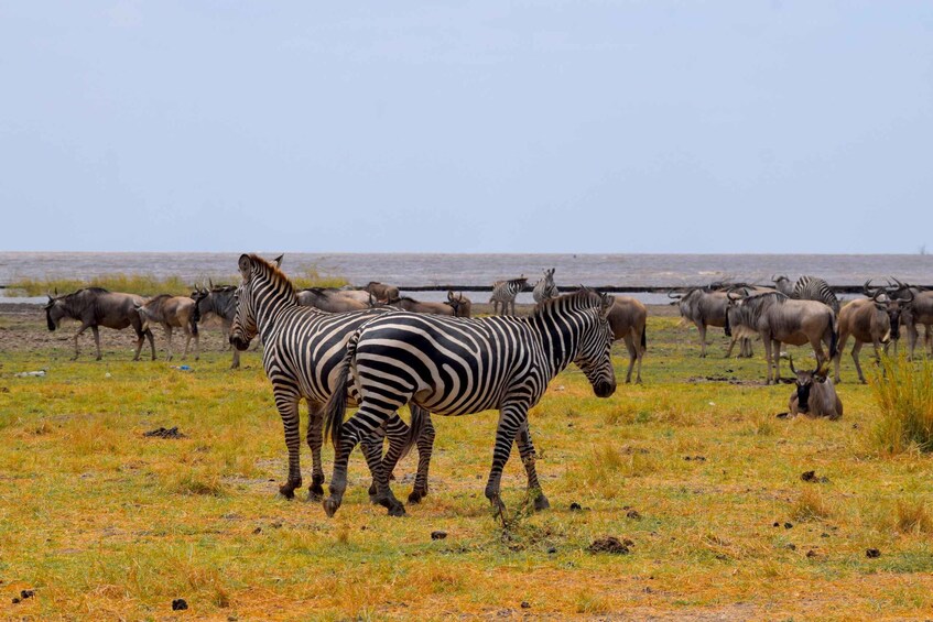 Zebras and wildebeests grazing near a water body. 4