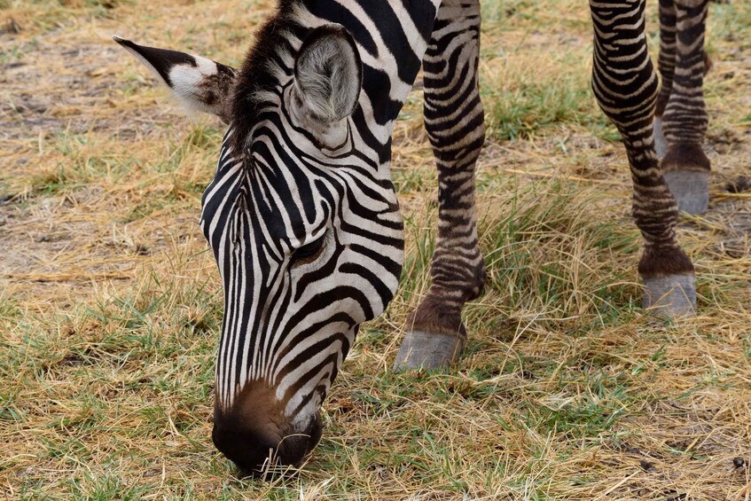 A zebra grazing on dry grass. 2