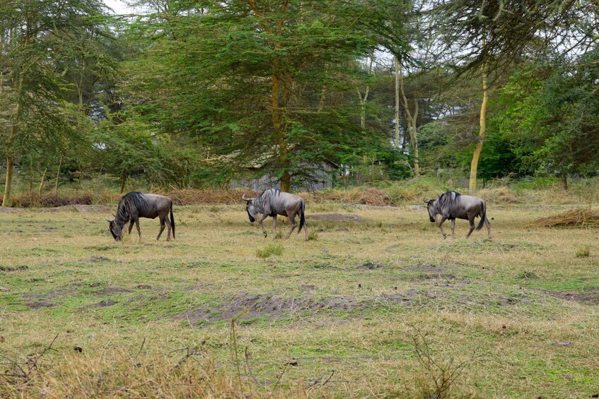 Three zebras grazing in a grassy field with trees in the background. 5