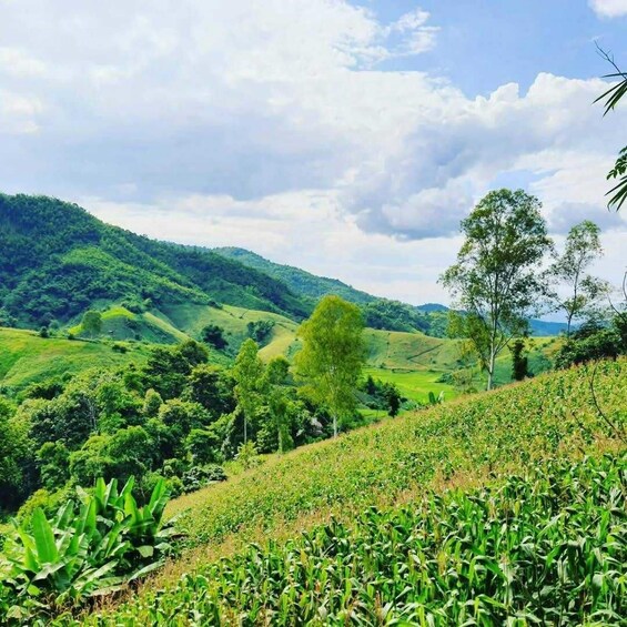 Picture 7 for Activity Chiang Rai: Adventure Trekking & Bamboo cooking 5