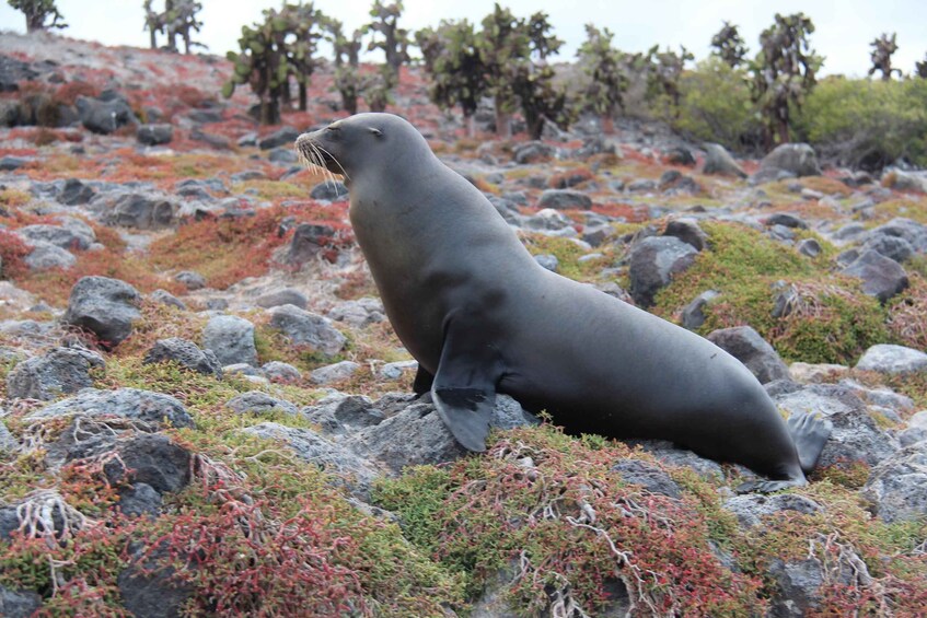 Galapagos: Puerto Ayora Guided Yacht Tour and Snorkeling 1
