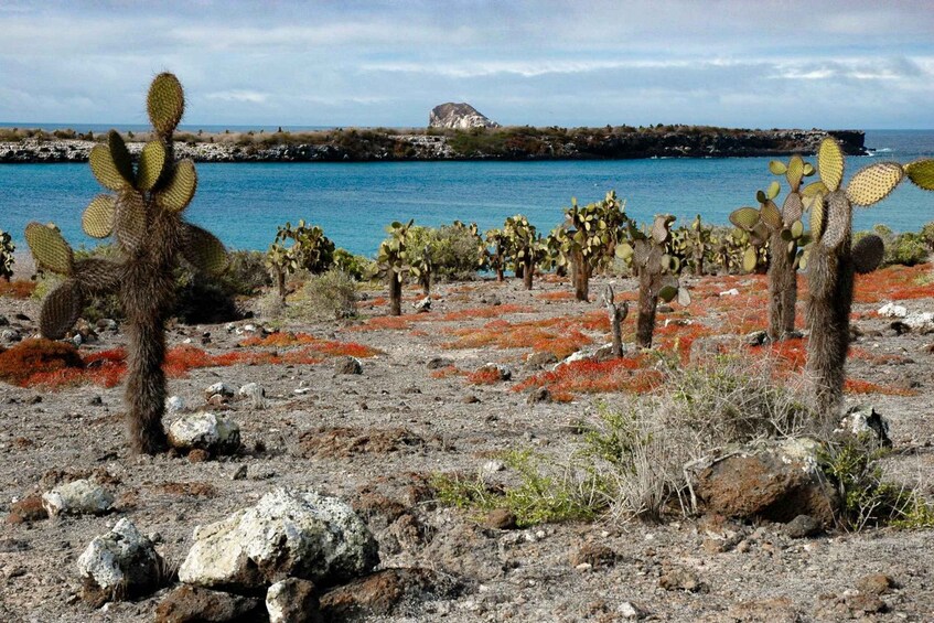 Picture 1 for Activity Galapagos: Puerto Ayora Guided Yacht Tour and Snorkeling 2