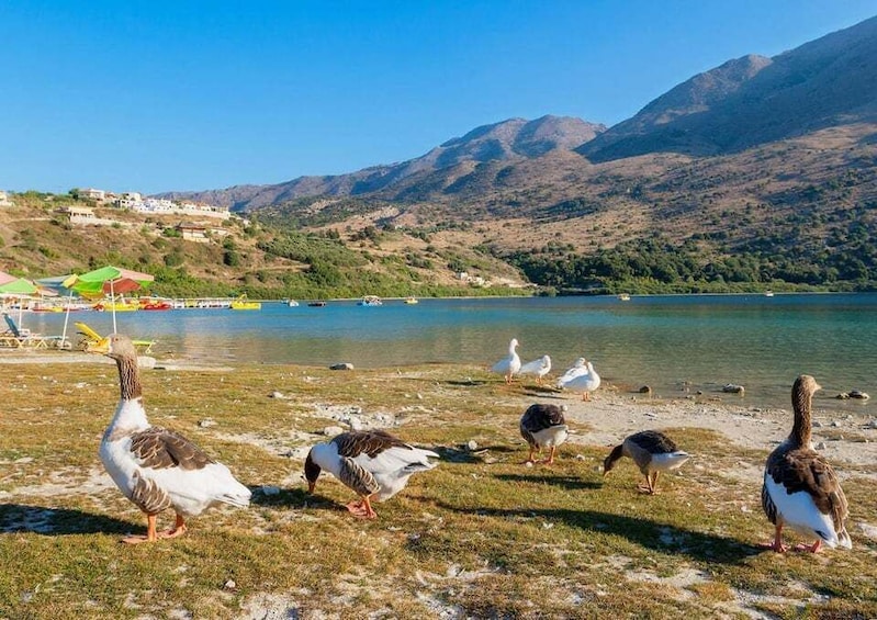 A lake with ducks and geese on the shore, surrounded by hills and a few boats on the water. 1