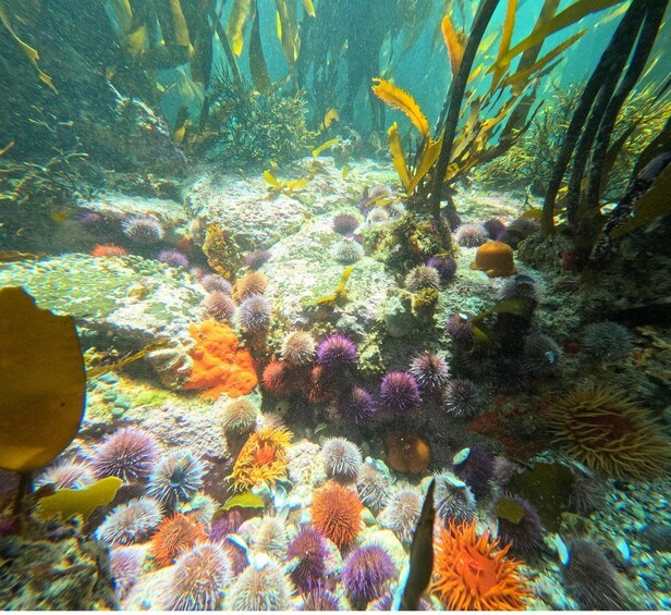 Picture 1 for Activity Cape Town: Scuba Diving Experience for Beginners 5