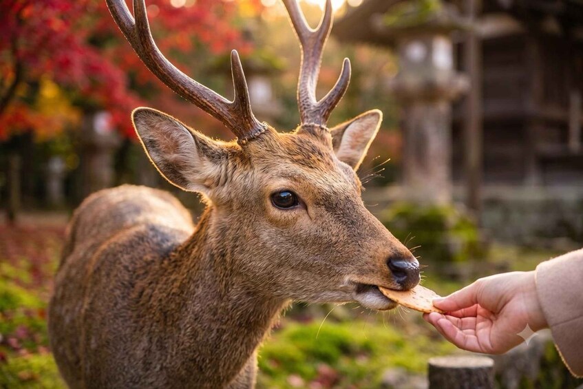 A deer with antlers being fed a cracker by a human hand. 1