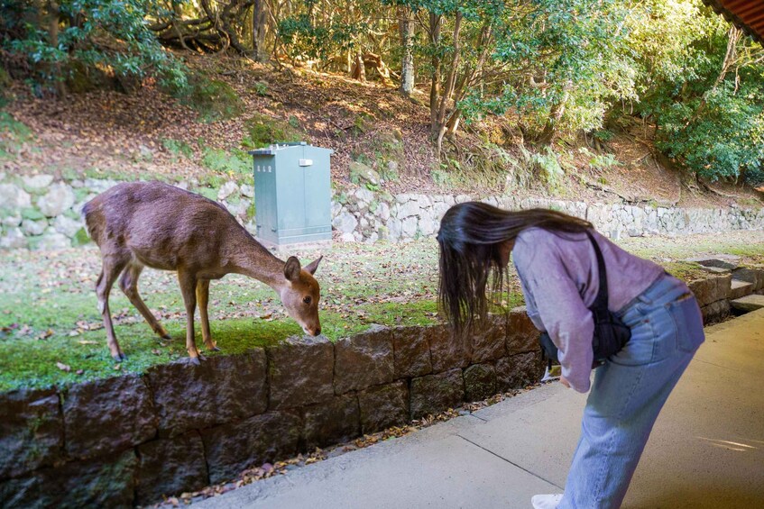 Picture 16 for Activity Nara: Must-see attractions tour with English-Speaking Guide 2