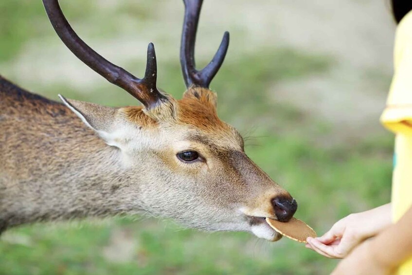 A deer with antlers being fed food by a person. 1