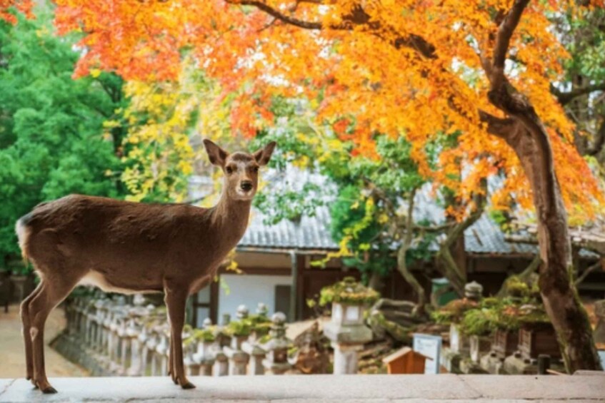 A deer standing in a garden with autumn-colored trees and traditional Japanese architecture. 2