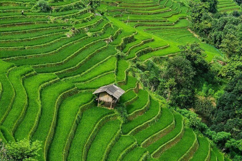 Terraced rice fields with a traditional hut. 5