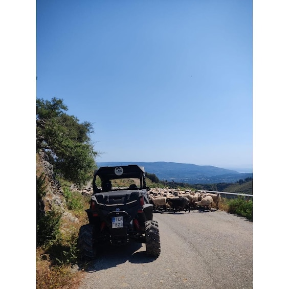 A vehicle parked on a road with a herd of sheep in the background. 2