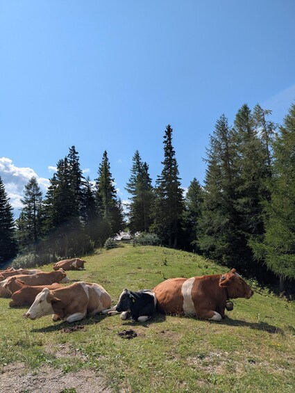 Picture 3 for Activity Vienna: Scenic Alpine Hiking Day Trip to Rax with Transfer 3